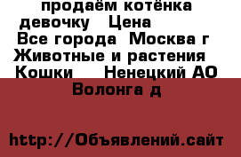продаём котёнка девочку › Цена ­ 6 500 - Все города, Москва г. Животные и растения » Кошки   . Ненецкий АО,Волонга д.